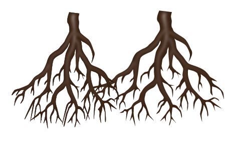 Fused Roots