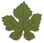 leaf